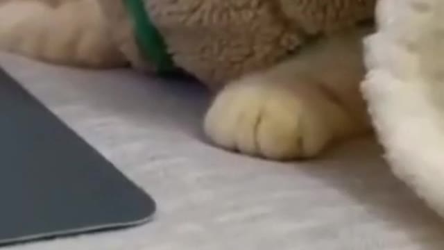 fluffy cats try not to laugh
