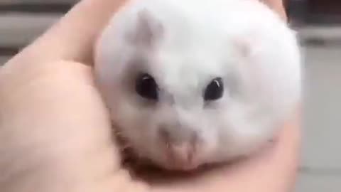 Puffy Hamster