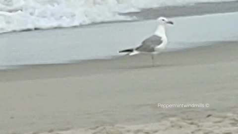 Seagull Buddy ⛵🌊🐚•