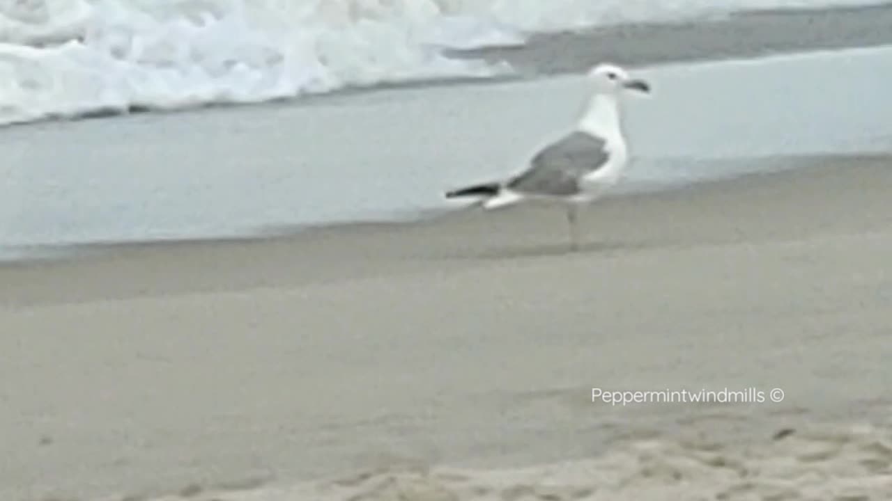 Seagull Buddy ⛵🌊🐚•