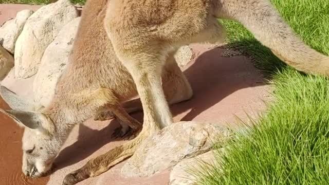 The kangaroo