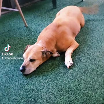 THE DOODLE BOTS SONG