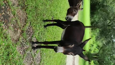 Jack and Silas acting goofy