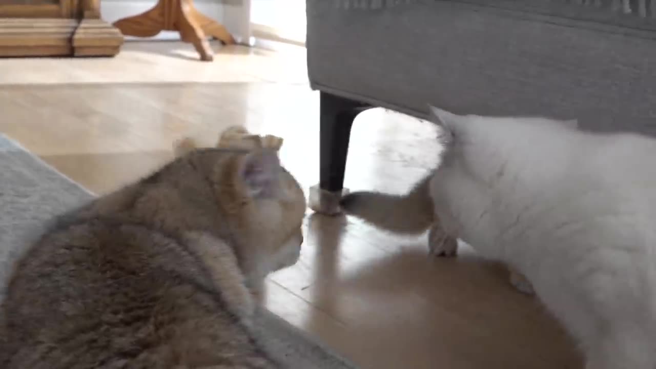 Shorthair cat Apollo and his kittens walking and playing