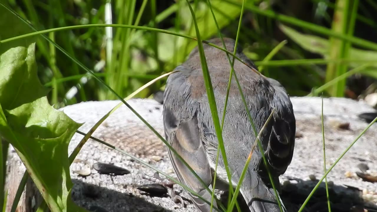 More Birds in the back yard