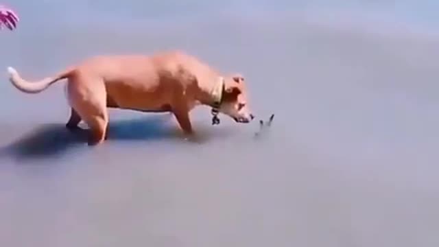 Dog funny video😂 #short dogs funny moment 👆