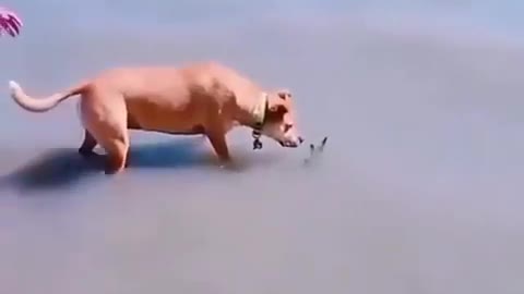 Dog funny video😂 #short dogs funny moment 👆