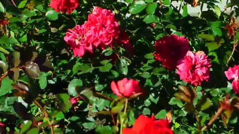 Beautiful Flower in Different Colors || Good Morning Status