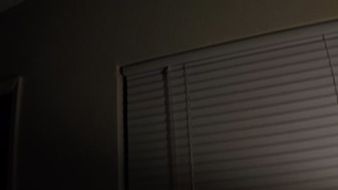 Spiders Fighting