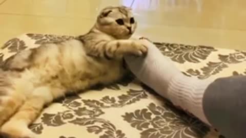 Exclusive treatment of unhappy, funny cat videos
