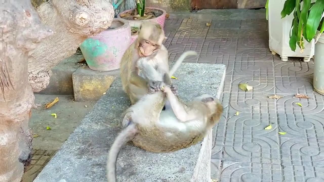 Funny animals 2023 Funny animals monkey 😺🐶 | XENOLAM