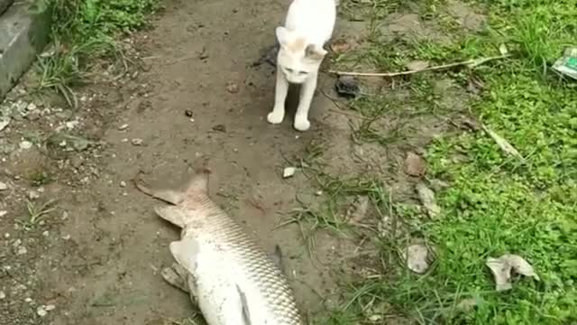 The cat escaped the fish jump