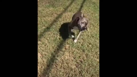 動物們的閒暇時光
