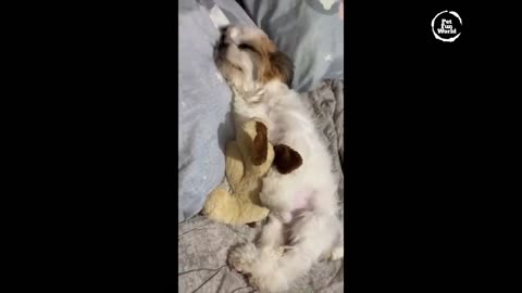 Funniest Animals New Funny Cats and Dogs Videos - Ep.24