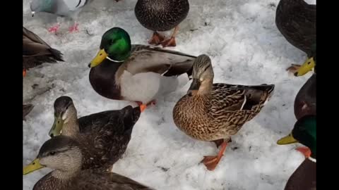 Bunch of ducks walking over snow