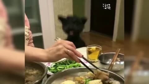 Cat Can't you tell I'm hungry It's hard to communicate with you