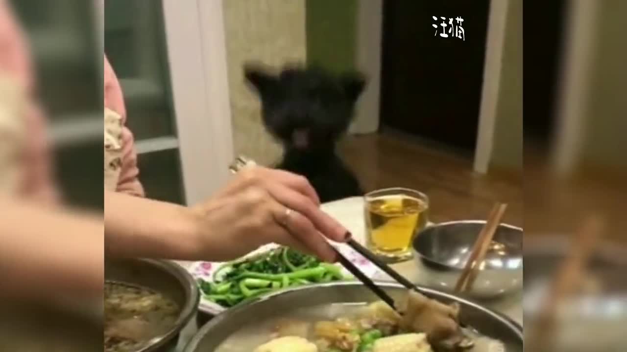 Cat Can't you tell I'm hungry It's hard to communicate with you