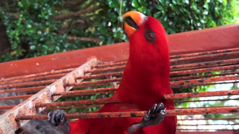 magnific red parrot