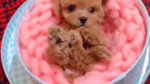 #Puppy# Very little cute #puppy