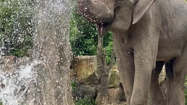 Look at the rain elephant