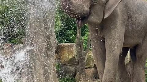 Look at the rain elephant