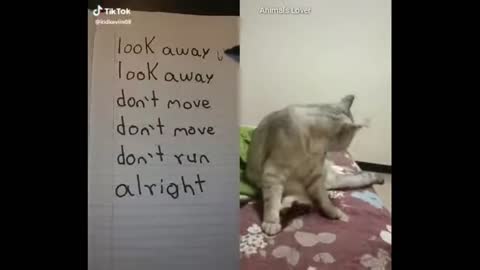 Cats talking !! these cats can speak english better than hooman