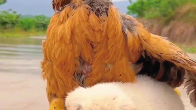 It's raining dogs with ducklings looking for mother chicken to escape the rain