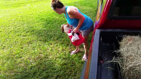 Dogs Get A Hay Ride To The Store