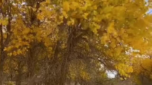 #autumn #wind #yellowleaves #sky #missyou #relax #beauty #foryou #tiktok #scenery