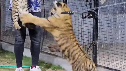 Animal tiger