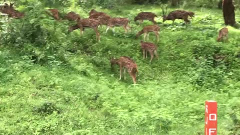 Ooty Safari