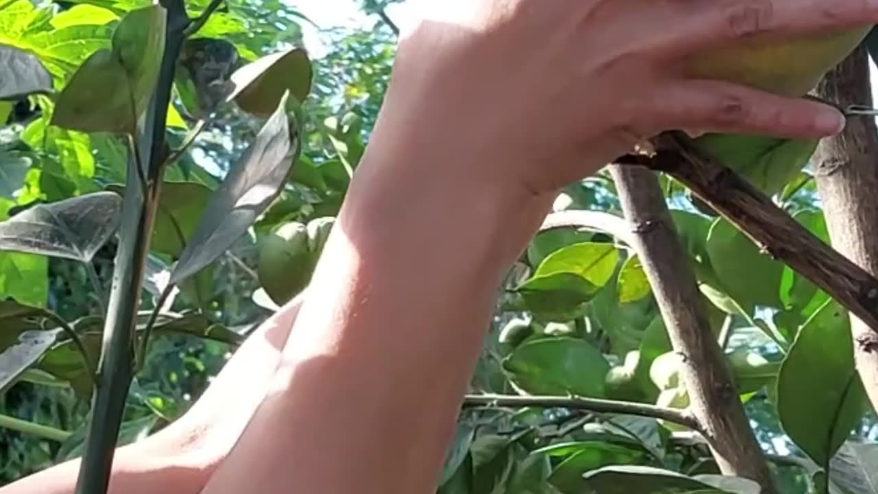 Picking Pomelo fruits at roof top