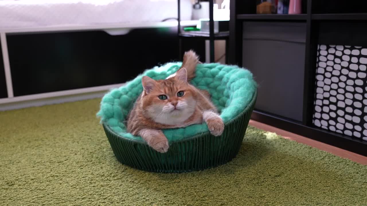 Dad's massage for Hosico