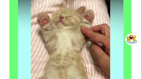 Kittens Meowing Compilation