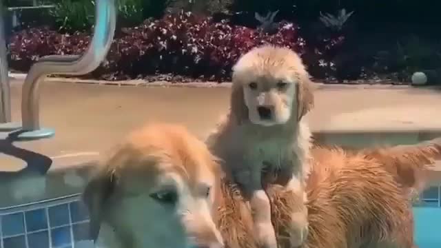 Watch till the end🐶🐾😂 ⬇️