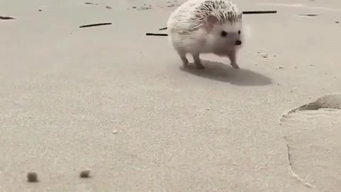 Hedgehogs like the beach.