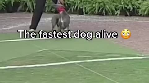 Fastest dog alive 😯