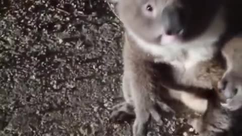 The koala on the side of the road, it seems because of our arrival is very confused