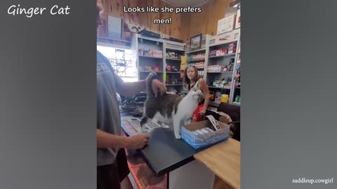 Cute cats having fun with their owners