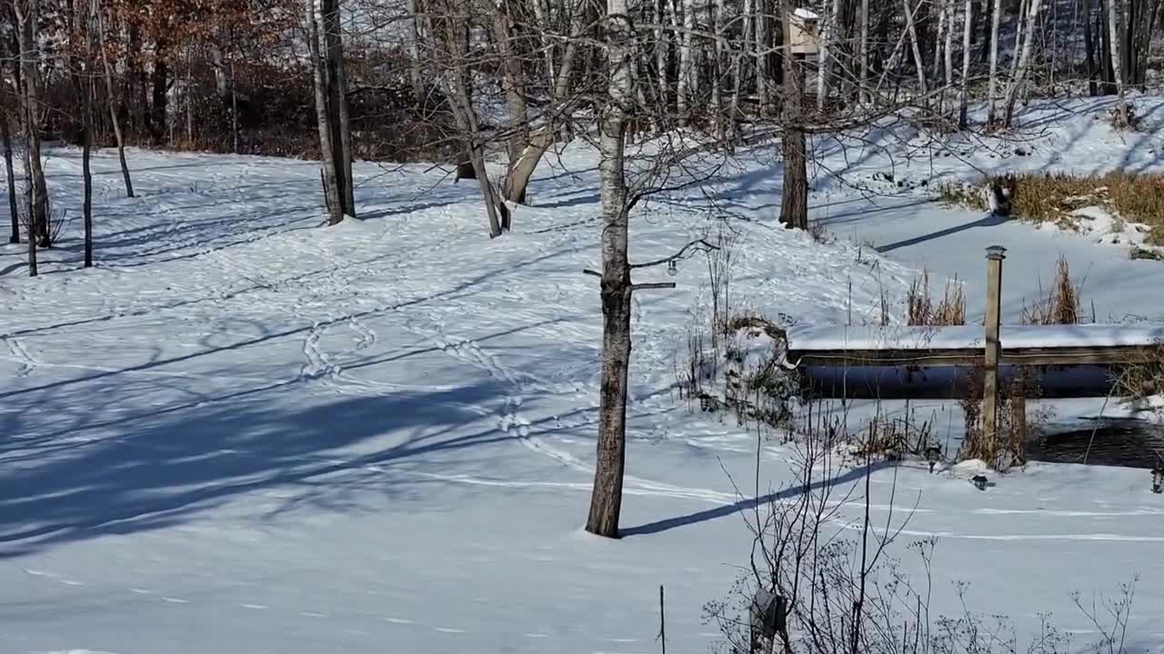 "Snow and Blue Skies" from Pet Goose George