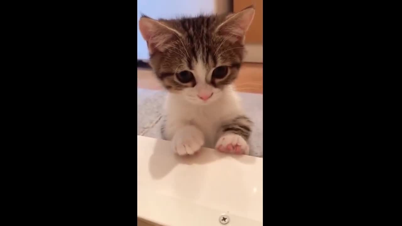 Cute kitten