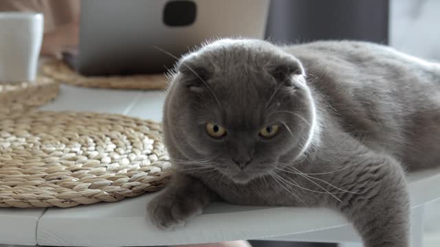 Cute cat grey color meow