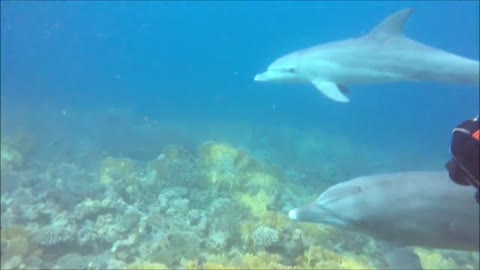 Group of Dolphins diving the red sea