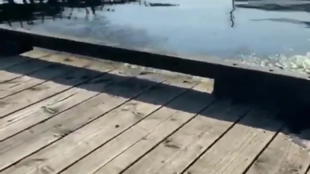Funny video fail shorts 6