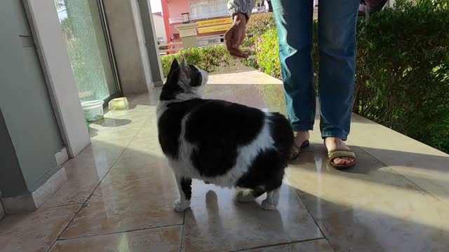 Beautiful cat with fluffy tail meowing and trilling is so cute