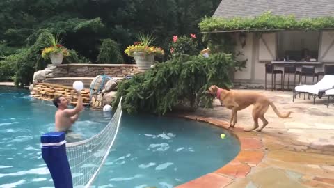 Man in Swimming Pool Plays Volleyball With Dog Standing Poolside