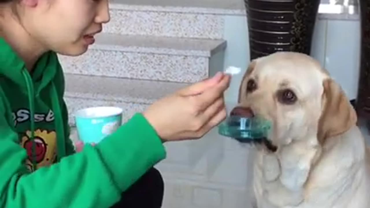 Cute baby animals Videos Compilation cutest moment of the animals Cute...