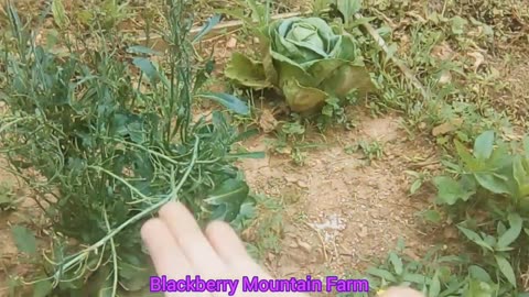 Cabbage Slugs Yikes !