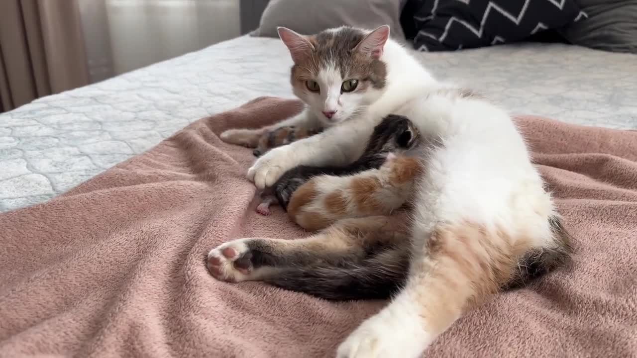 Golden Retriever Meets Mom Cat with Newborn Kittens for the First Time