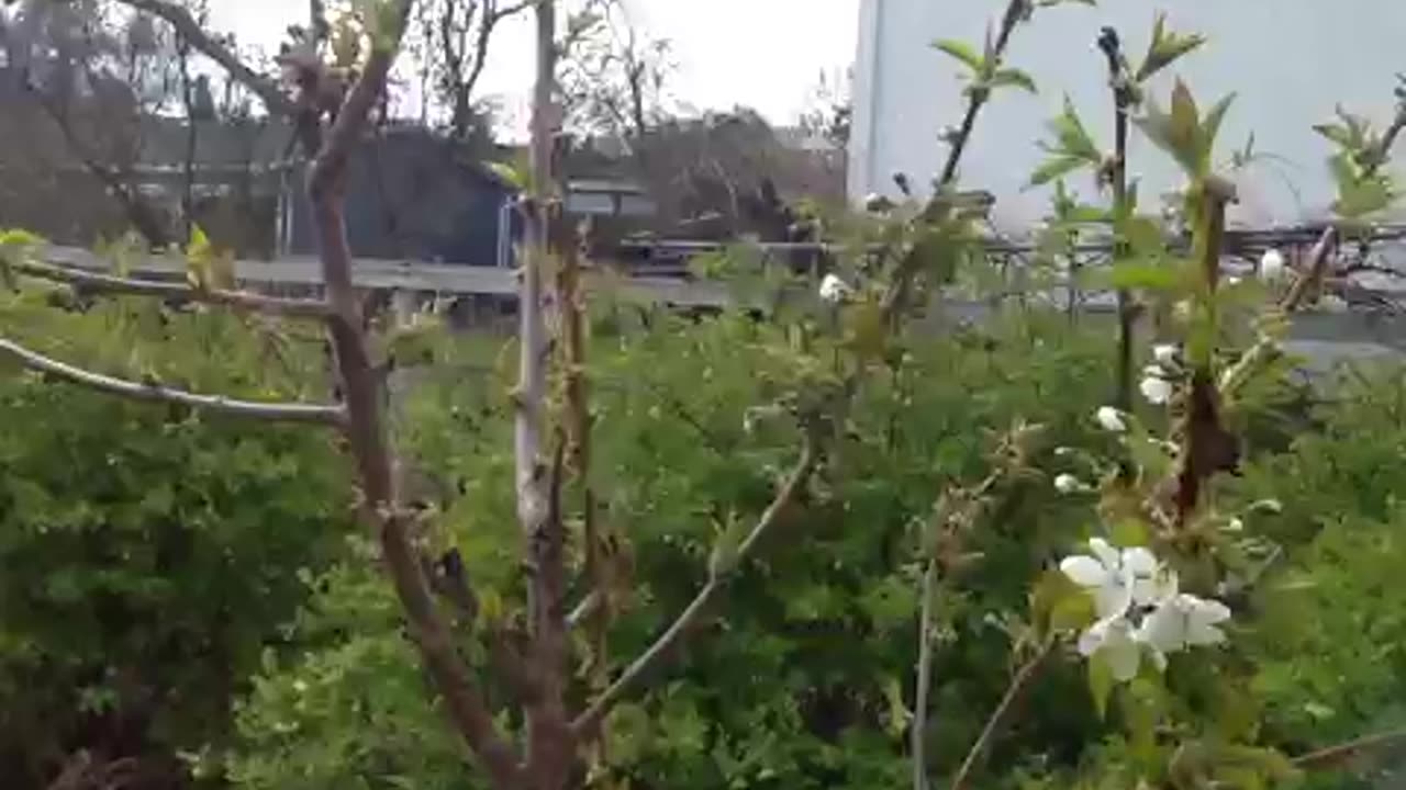 My Garden Video April 26 2023